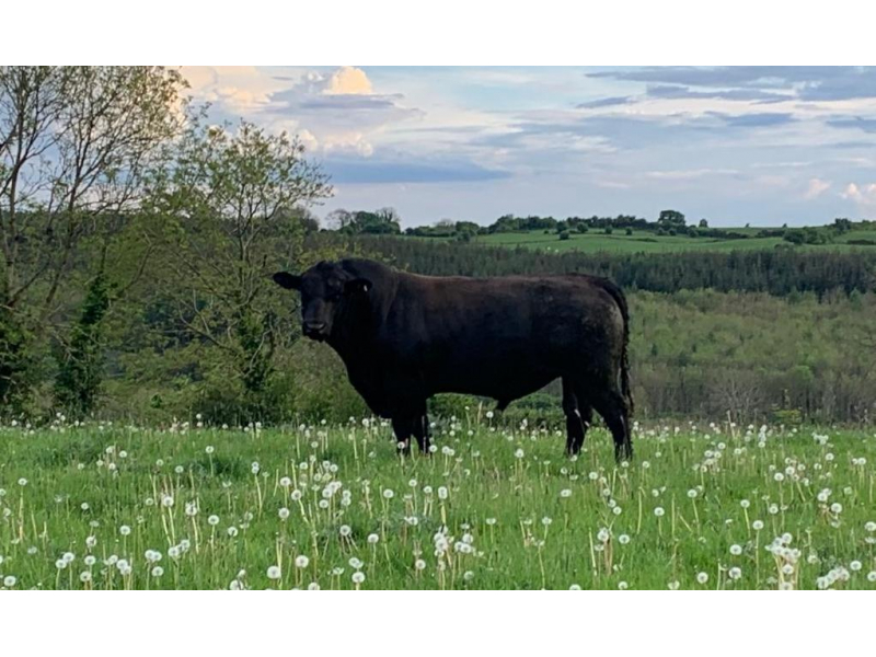 aberdeen-angus