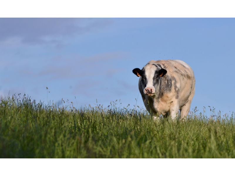 belgian-blue-cow.jpg