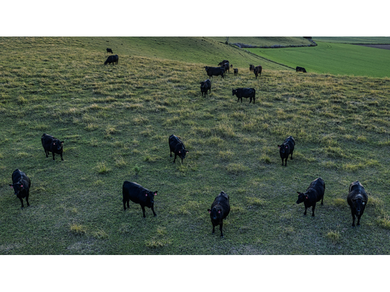 black-dexter-cattle-cropped