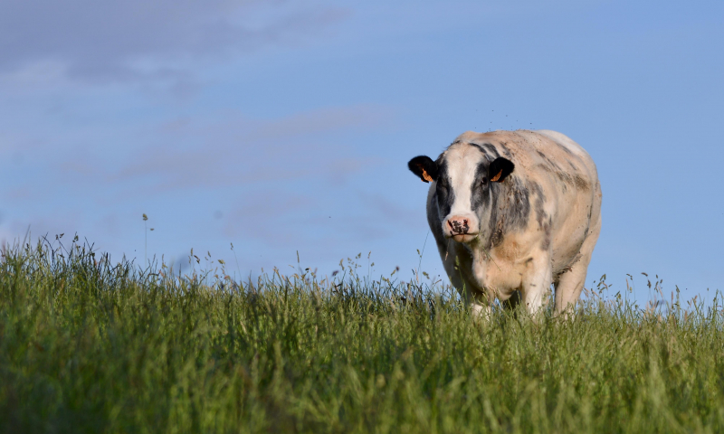 belgian-blue-cow.jpg