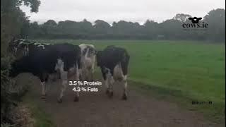 Full Herd Dispersal of 90 Spring Calving HO/ FR Cows