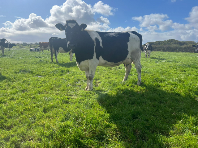 Full Herd Dispersal of 60 Cows in Ireland