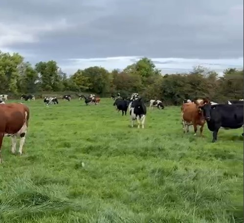 Full Herd Dispersal of 200 Spring Calving Cows For Sale in Ireland