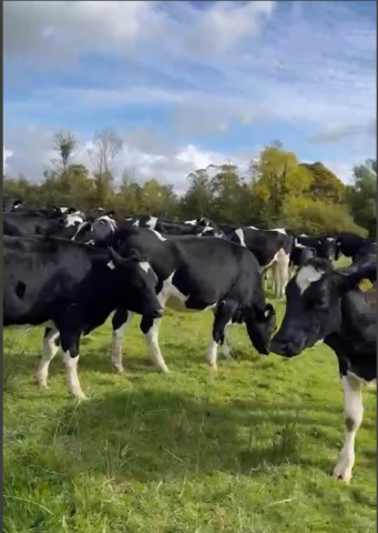 56 February to  March Calving  In Calf Heifers For Sale in Ireland