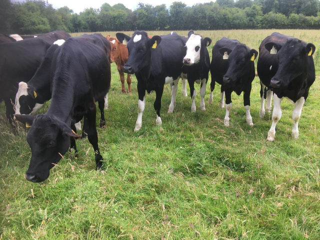 Group of Fleckvieh Cross / Friesian Cross Heifers For Sale