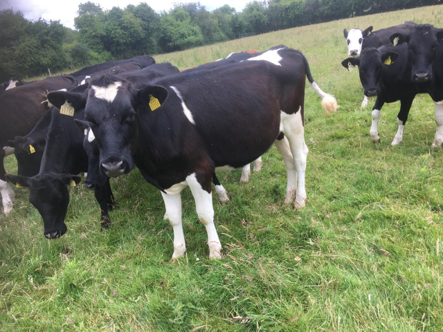 Group of Fleckvieh Cross / Friesian Cross Heifers For Sale