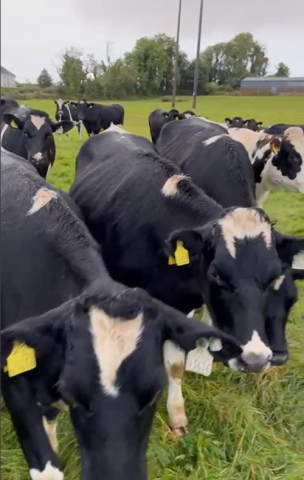 Twenty Four Cross Bred In Calf Heifers For Sale in Ireland