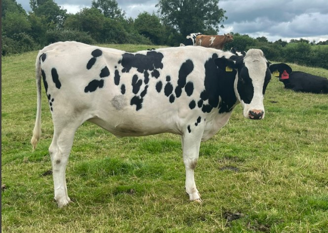 Autumn Calvers on the Cows.ie Farm