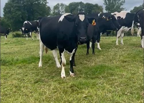 Autumn Calvers on the Cows.ie Farm