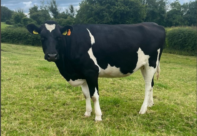 Autumn Calvers on the Cows.ie Farm