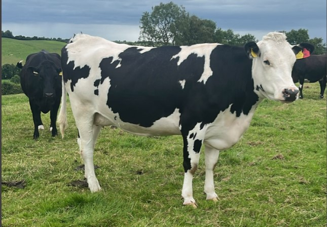 Autumn Calvers on the Cows.ie Farm