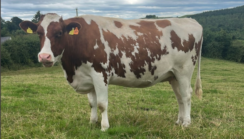 Autumn Calvers on the Cows.ie Farm