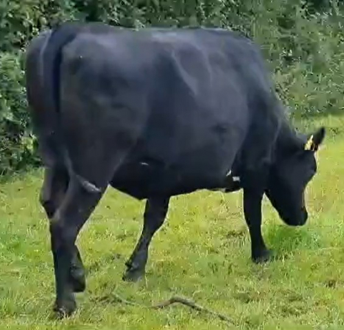 In Calf Crossbred Dairy Stock For Sale On The Cows.ie Farm