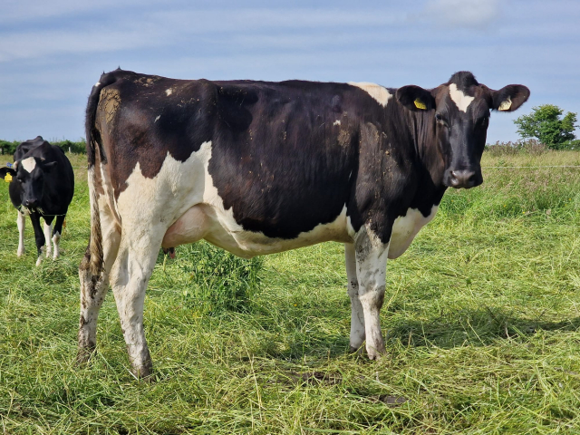 A Very Nice Group of 80 Calved Heifers with  E.B.I  of 226