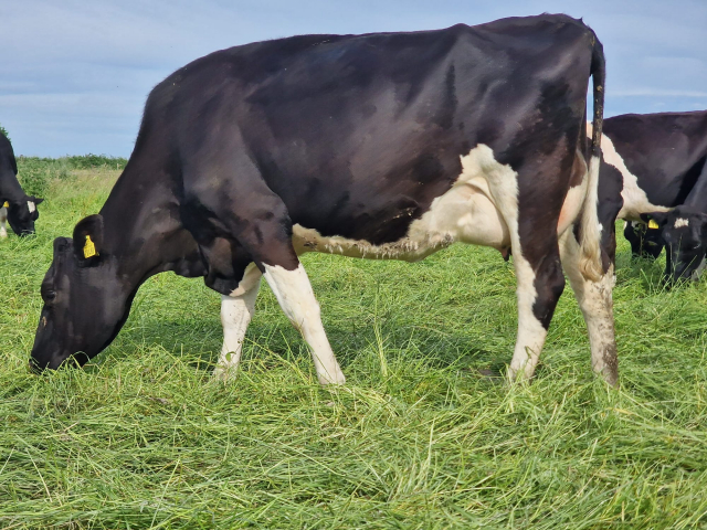 A Very Nice Group of 80 Calved Heifers with  E.B.I  of 226