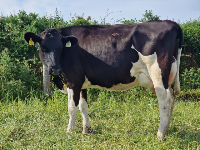 A Very Nice Group of 80 Calved Heifers with  E.B.I  of 226