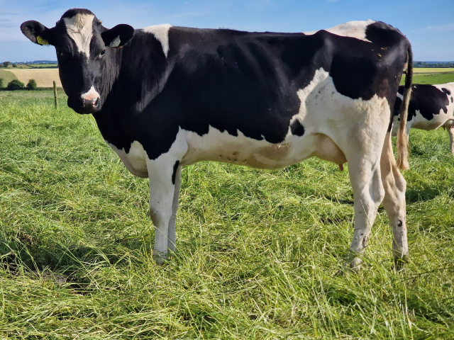 A Very Nice Group of 80 Calved Heifers with  E.B.I  of 226