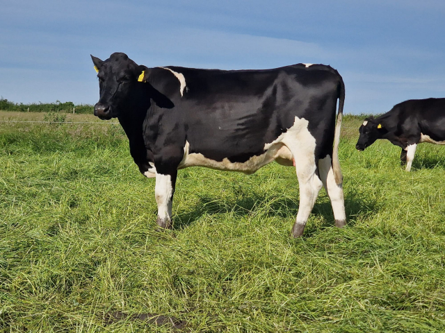 A Very Nice Group of 80 Calved Heifers with  E.B.I  of 226