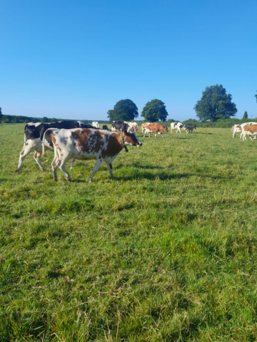 15 First  -Second  Lactation Young  Cows For Sale in the UK