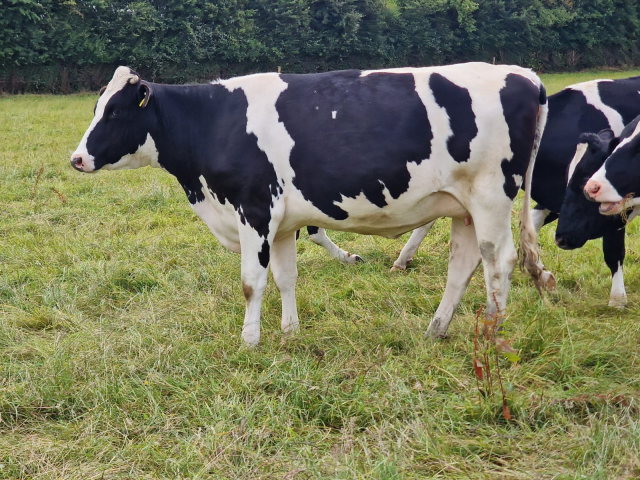 22 Pedigree In Calf Heifers For Sale In Ireland