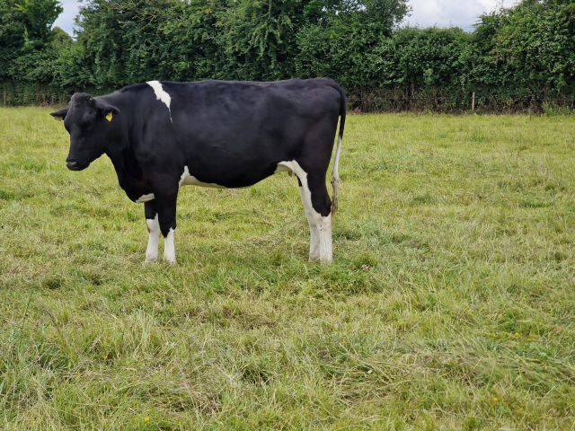 22 Pedigree In Calf Heifers For Sale In Ireland