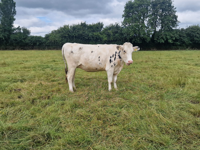 22 Pedigree In Calf Heifers For Sale In Ireland