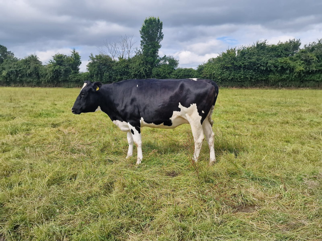 22 Pedigree In Calf Heifers For Sale In Ireland