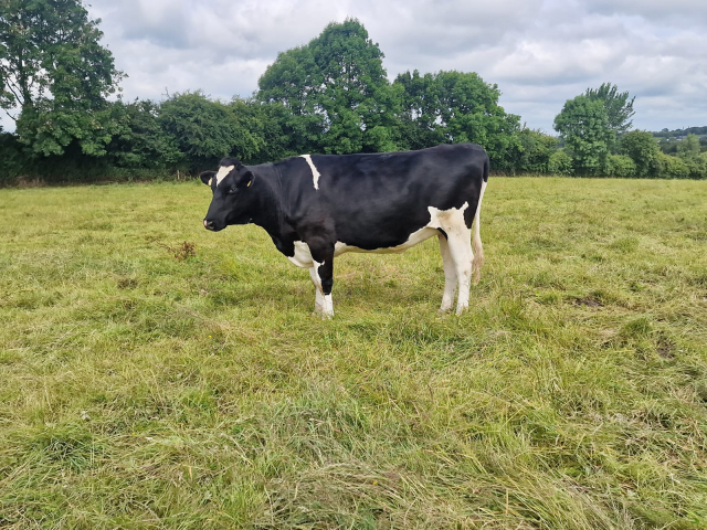 22 Pedigree In Calf Heifers For Sale In Ireland