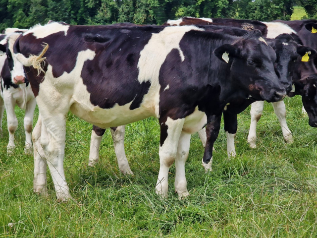 Group of Pedigree Weanling Heifers