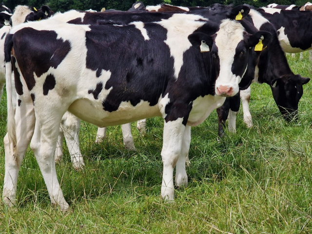 Group of Pedigree Weanling Heifers