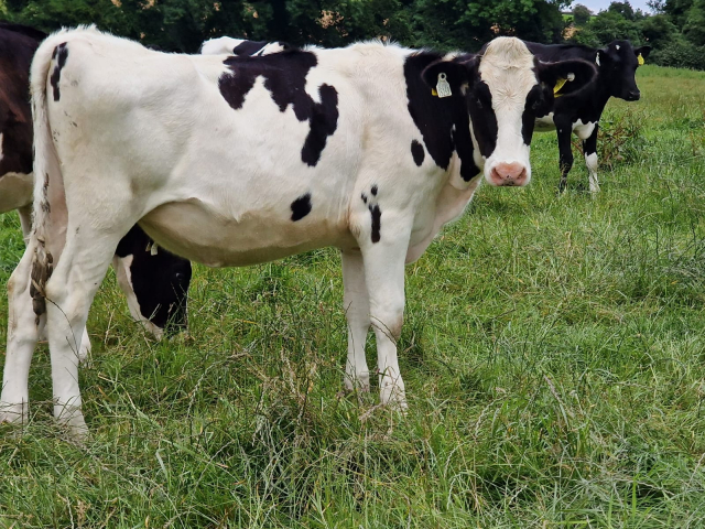 Group of Pedigree Weanling Heifers