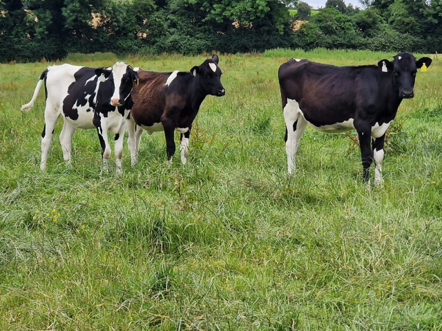 Group of Pedigree Weanling Heifers