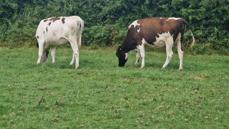 30 Pedigree In Calf Heifers For Sale In Ireland