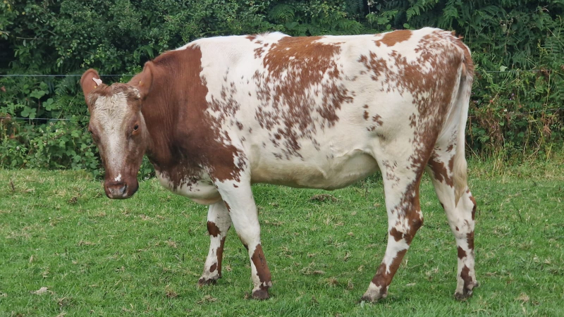 30 Pedigree In Calf Heifers For Sale In Ireland