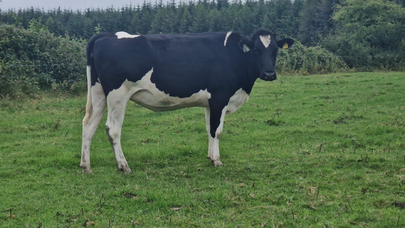 30 Pedigree In Calf Heifers For Sale In Ireland