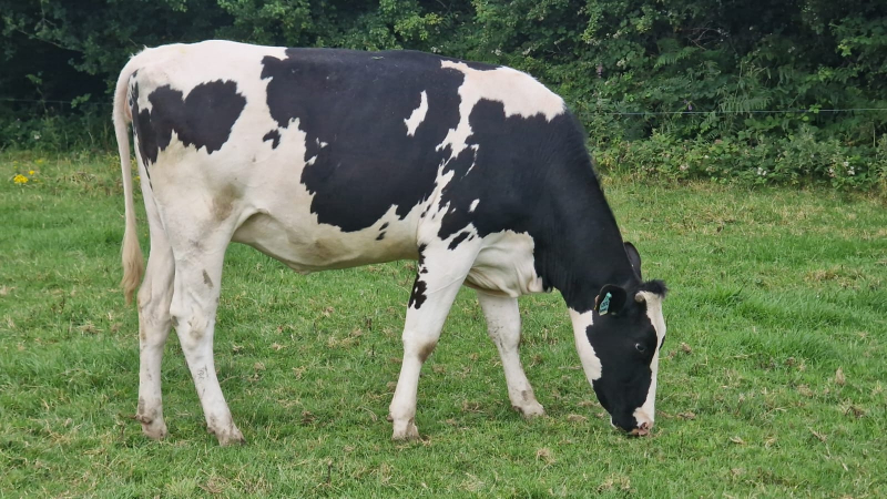 30 Pedigree In Calf Heifers For Sale In Ireland