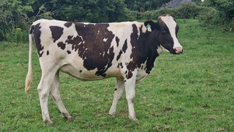 30 Pedigree In Calf Heifers For Sale In Ireland