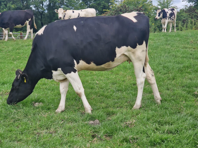 30 Pedigree In Calf Heifers For Sale In Ireland