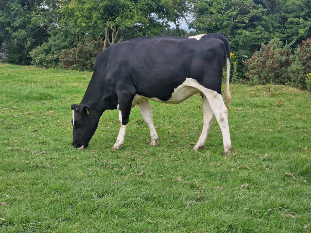 30 Pedigree In Calf Heifers For Sale In Ireland