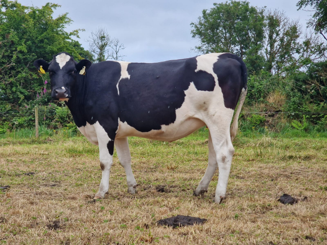 50 In calf Heifers Available For Sale  in Ireland