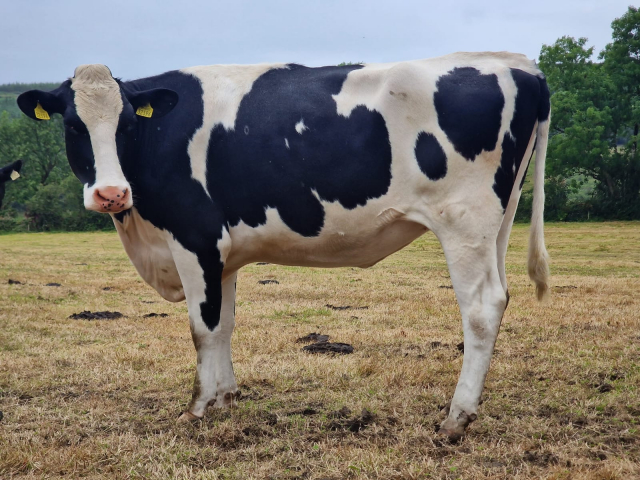 50 In calf Heifers Available For Sale  in Ireland