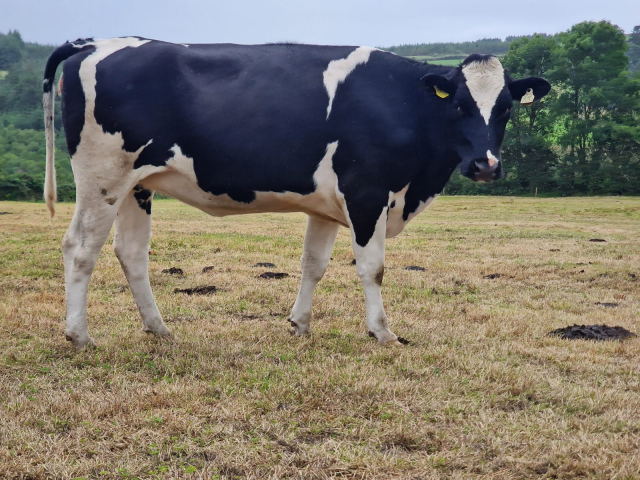 50 In calf Heifers Available For Sale  in Ireland