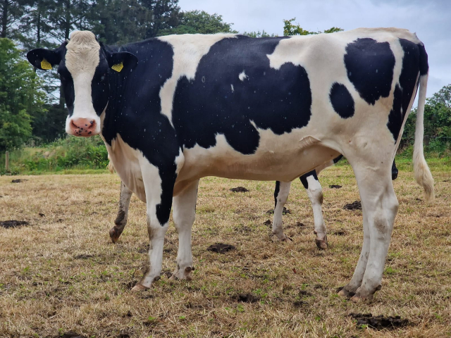 50 In calf Heifers Available For Sale  in Ireland