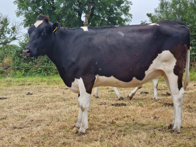 50 In calf Heifers Available For Sale  in Ireland