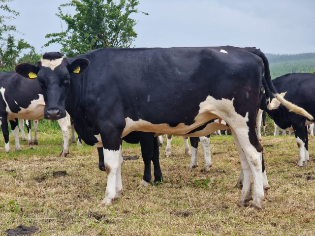 50 In calf Heifers Available For Sale  in Ireland