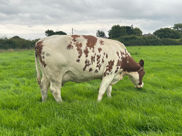 Unique Opportunity To Acquire  15 Pedigree MRI Cows In The UK