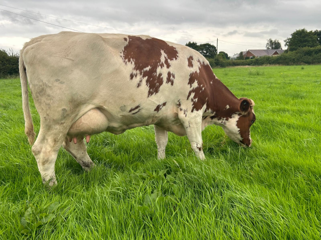 Unique Opportunity To Acquire  15 Pedigree MRI Cows In The UK