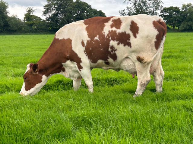 Unique Opportunity To Acquire  15 Pedigree MRI Cows In The UK