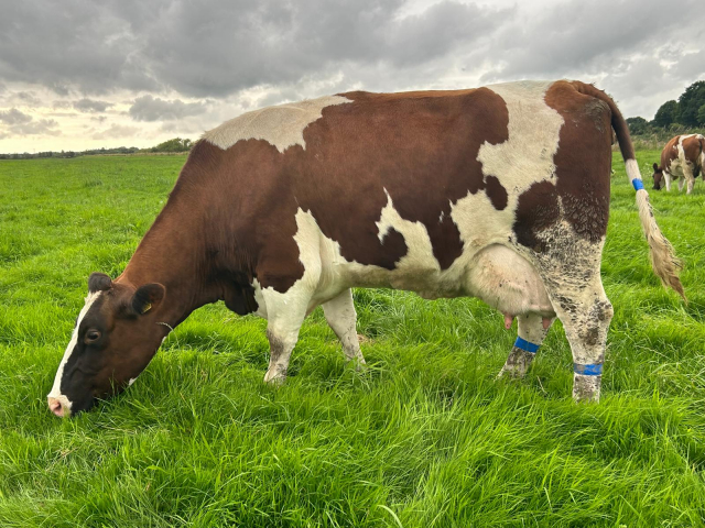 Unique Opportunity To Acquire  15 Pedigree MRI Cows In The UK