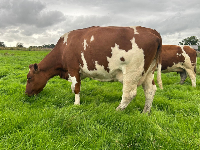 Unique Opportunity To Acquire  15 Pedigree MRI Cows In The UK